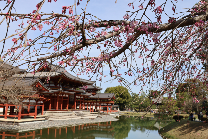 平等院と桜