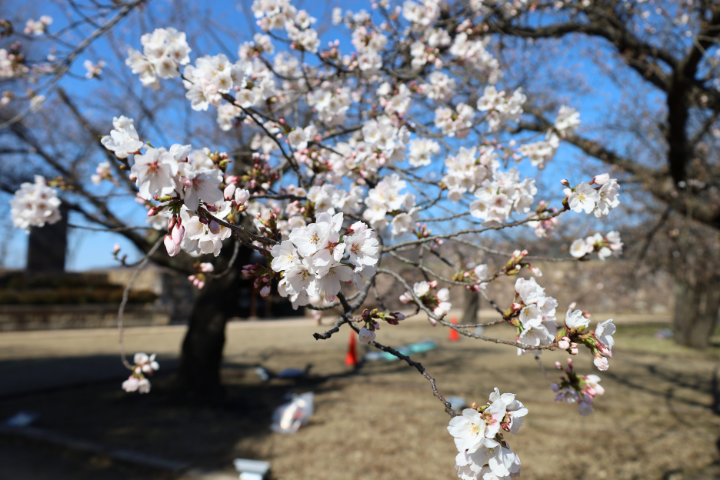 桜