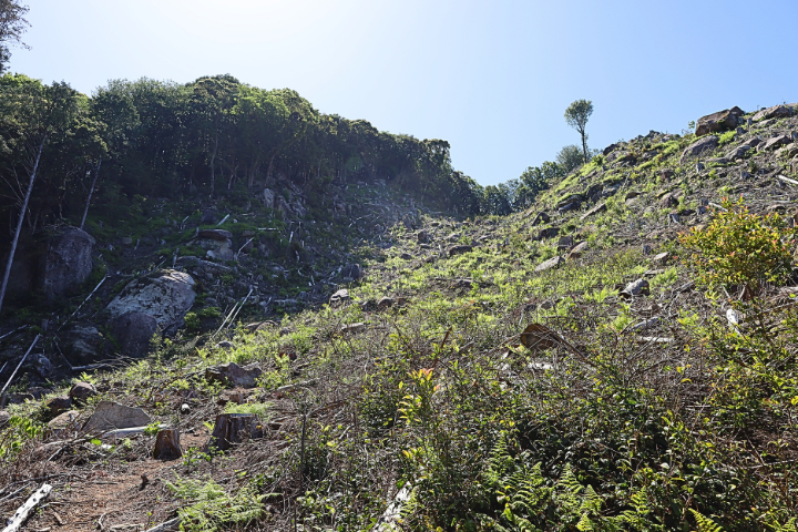 頂山手前の登山道