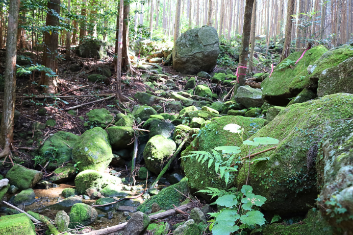 登山道