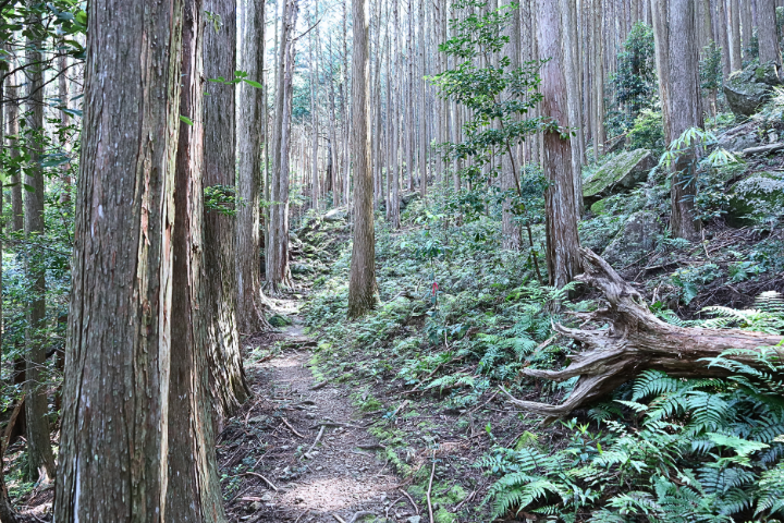 登山道