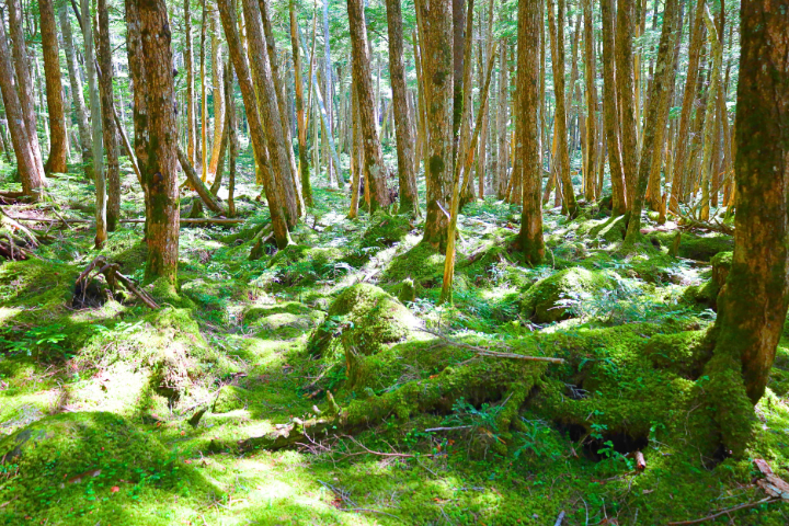 北八ヶ岳の苔