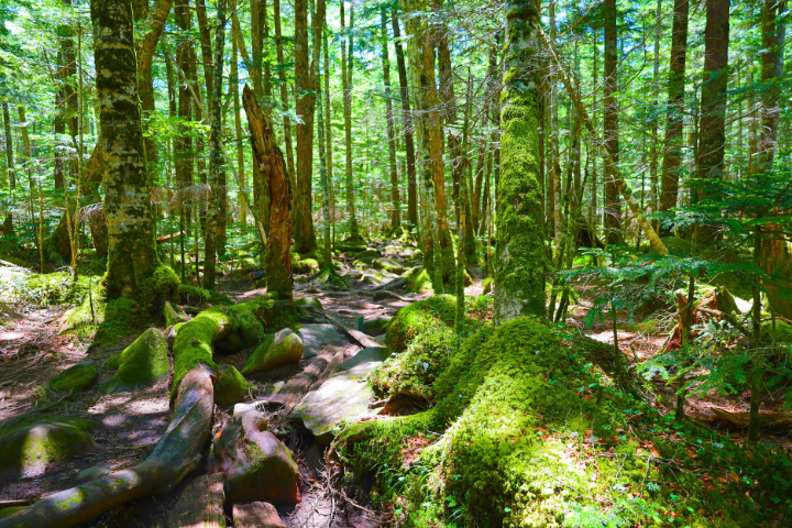 登山道