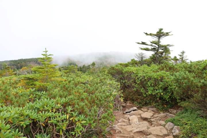 登山道