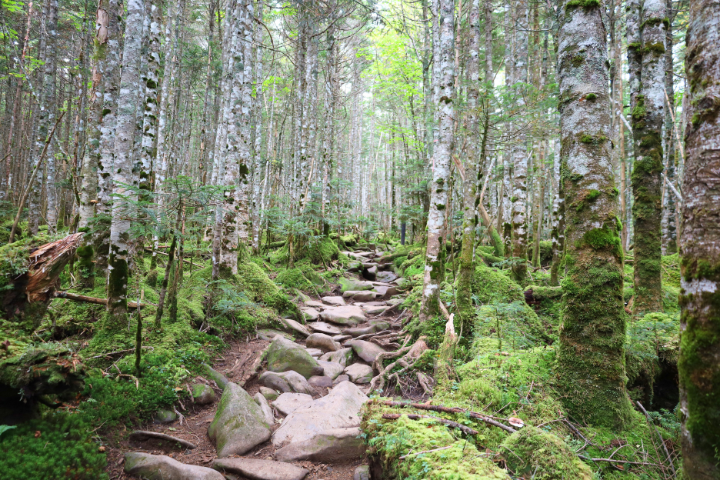 登山道