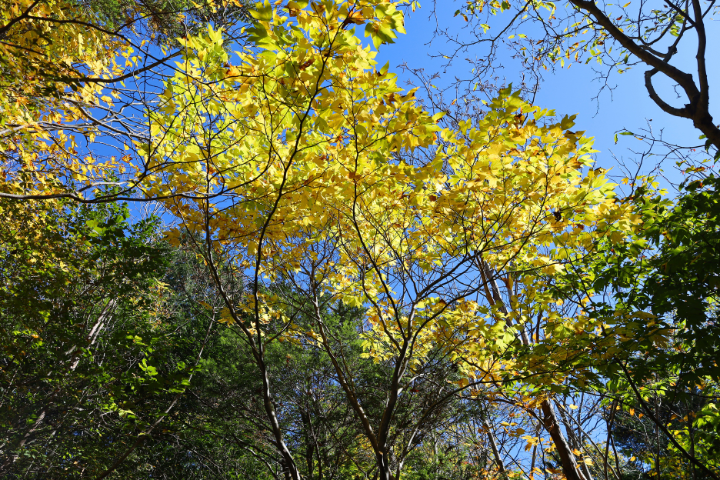 山頂の紅葉