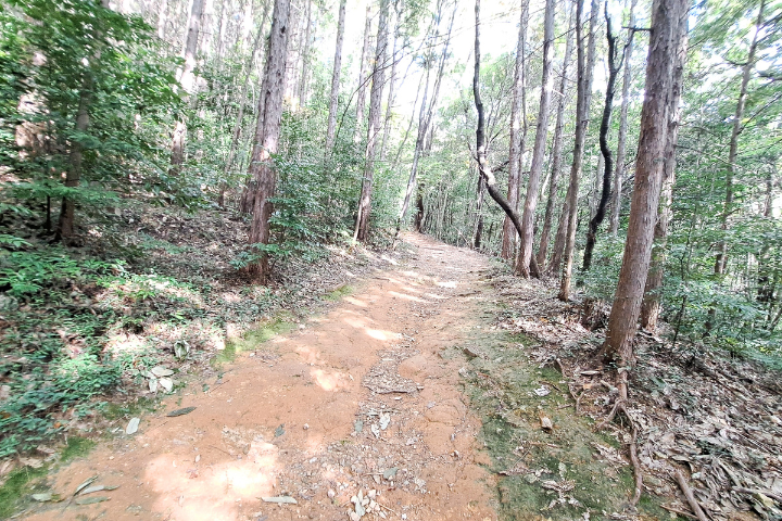 序盤の登山道