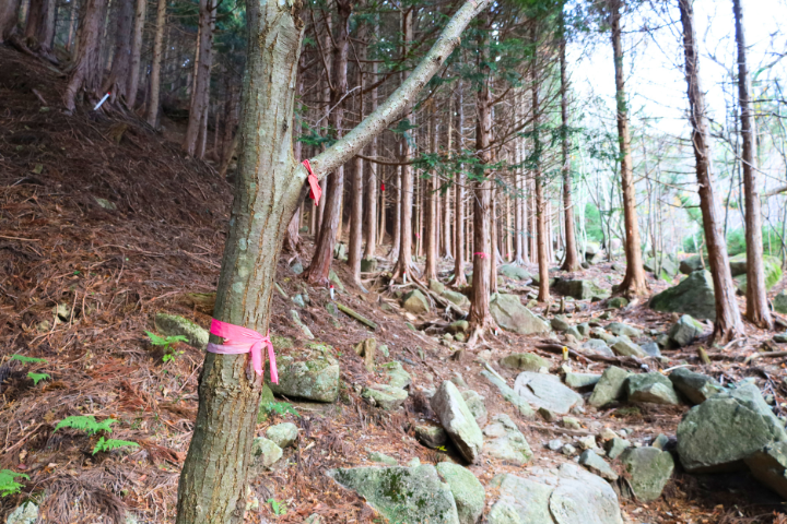 分かりづらい登山道