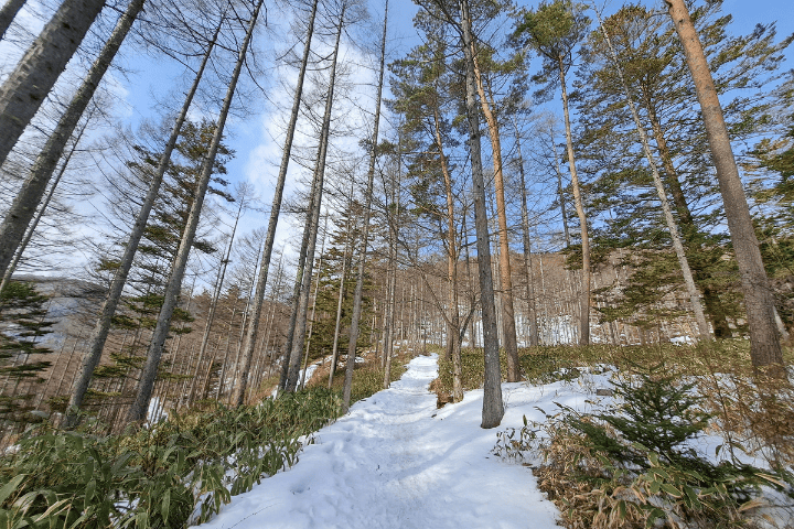 雪道