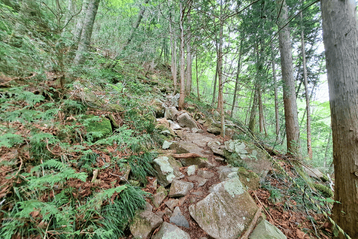 序盤の登山道