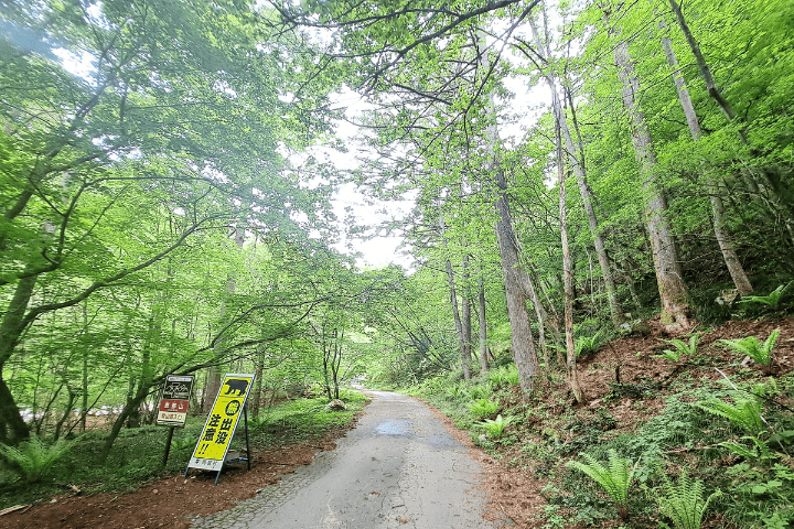 登山口までの舗装された道