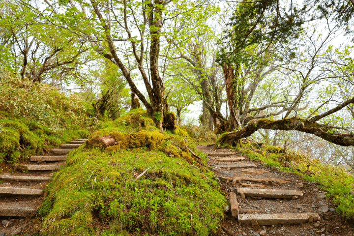 登山道
