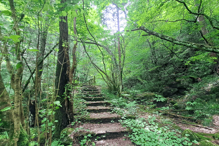 登山道