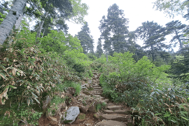 登山道