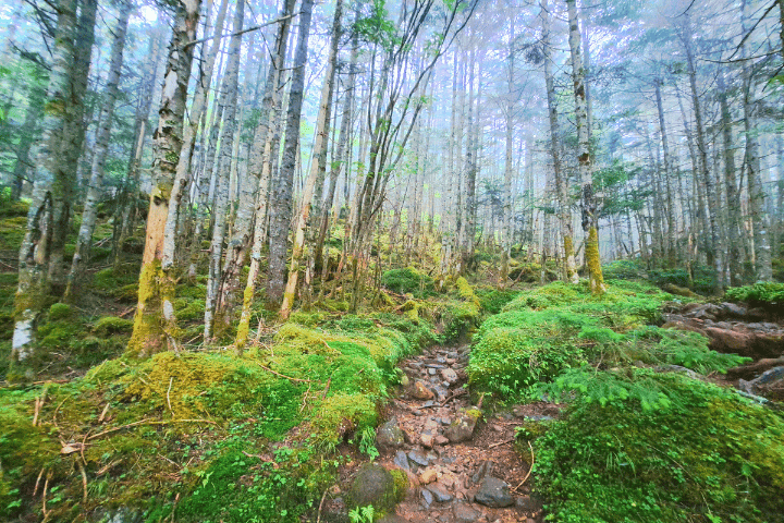 苔の登山道