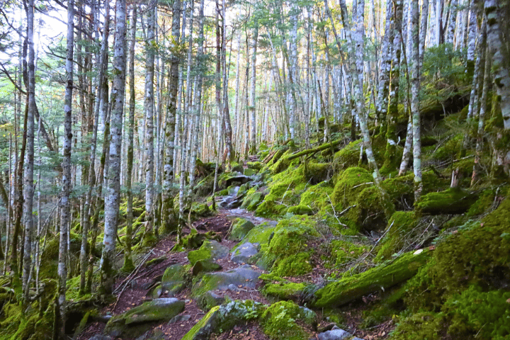 序盤の登山道