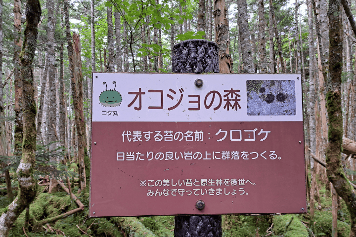 オコジョの森