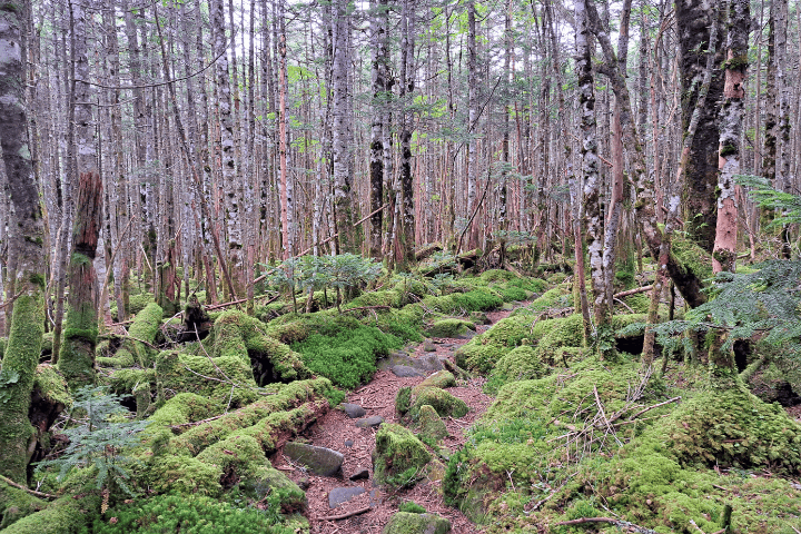 下山の苔道