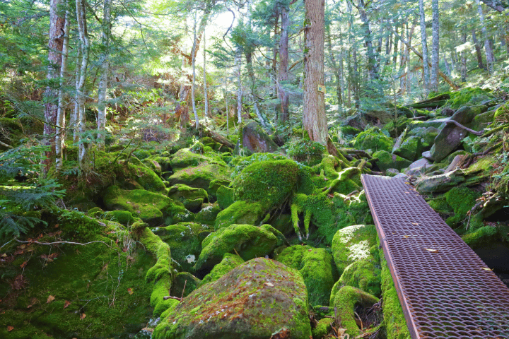 苔むす登山道