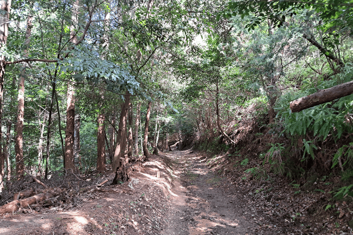 東谷山南参道コース序盤の様子