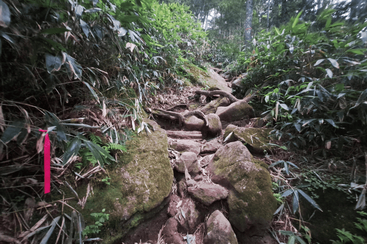 樹林帯の急な登山道に張られた赤い目印テープ