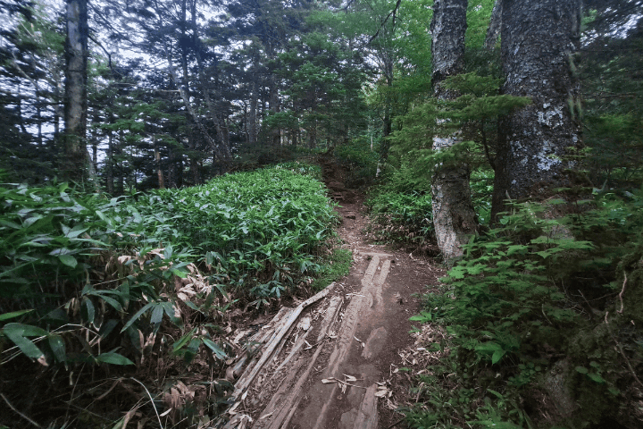 木の根が露出してぬかるんだ樹林帯の登山道
