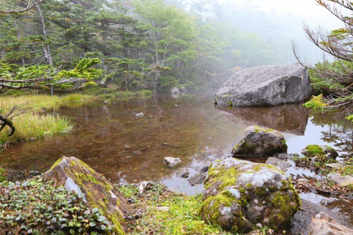ガスに包まれた七ツ池。苔むした岩と澄んだ水面