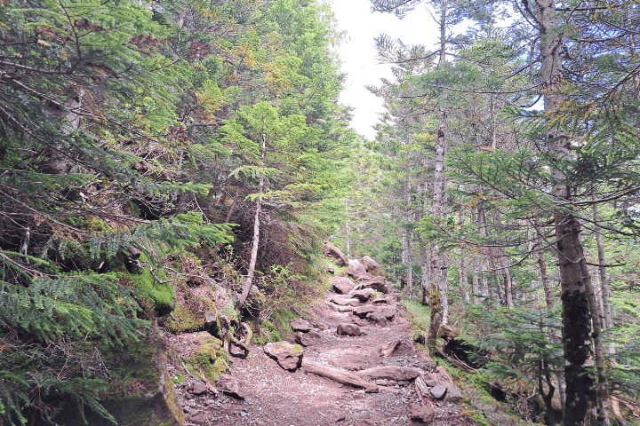 北横岳の樹林帯の登山道。岩と木の根がむき出しになった道が続く